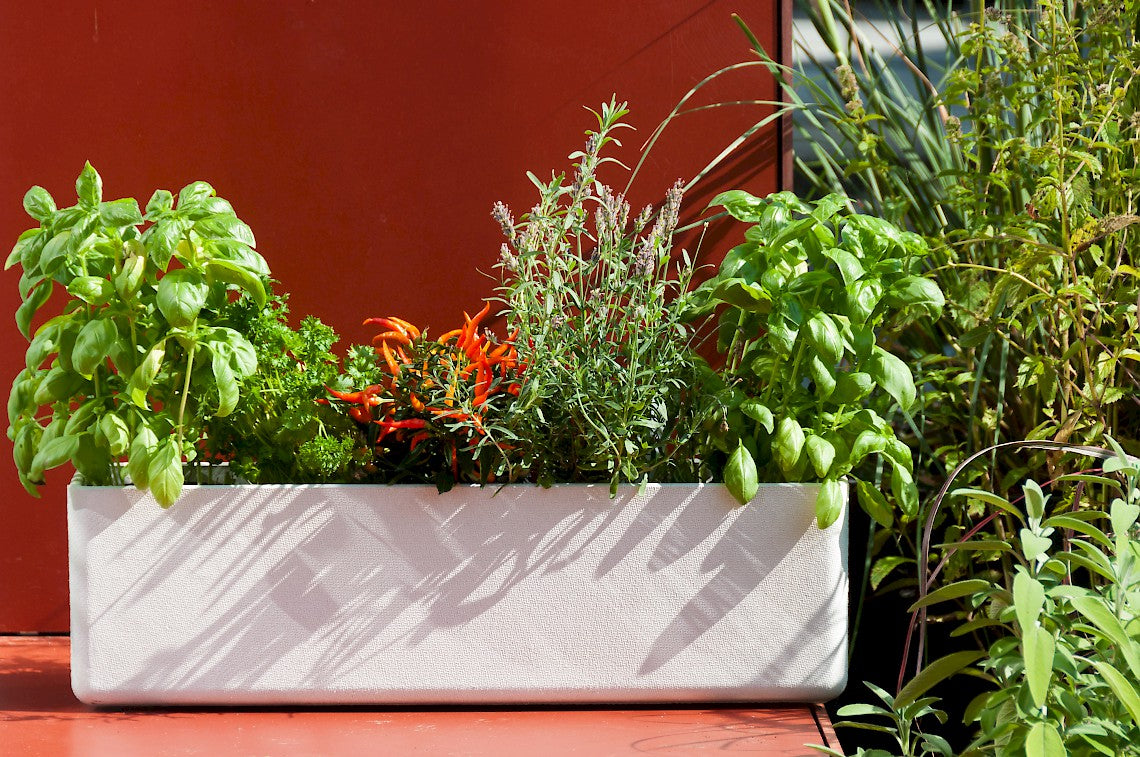 Balconia